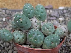 Puna mandragora, květináč 7 cm - 12408721