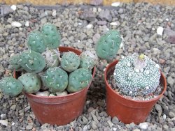 Puna mandragora, květináč 7 cm - 12408723