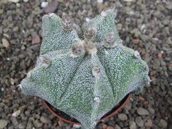 Astrophytum Dinosaur X Onzuko 6,5 cm