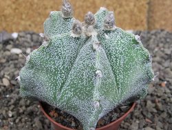 Astrophytum Dinosaur X Onzuko 6,5 cm - 12408733