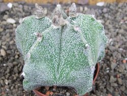 Astrophytum Dinosaur X Onzuko 6,5 cm - 12408734