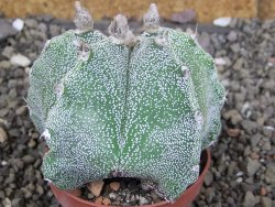 Astrophytum Dinosaur X Onzuko 6,5 cm - 12408735