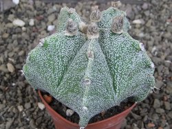 Astrophytum Dinosaur X Onzuko 6,5 cm - 12408736