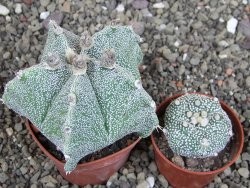 Astrophytum Dinosaur X Onzuko 6,5 cm - 12408738