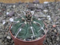 Gymnocalycium vatteri, pot 6,5 cm - 12408725