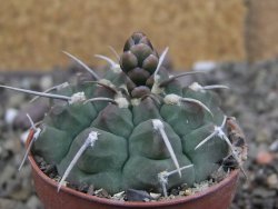 Gymnocalycium vatteri, pot 6,5 cm