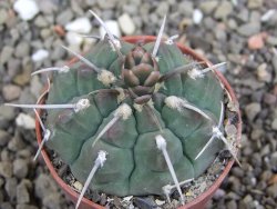 Gymnocalycium vatteri, pot 6,5 cm - 12408727