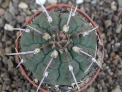 Gymnocalycium vatteri, pot 6,5 cm - 12408728
