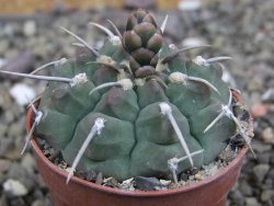 Gymnocalycium vatteri, pot 6,5 cm - 12408729