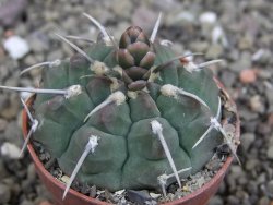 Gymnocalycium vatteri, pot 6,5 cm - 12408730