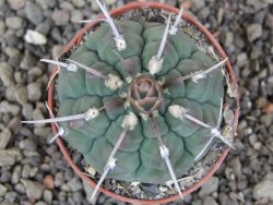 Gymnocalycium vatteri, pot 6,5 cm - 12408731