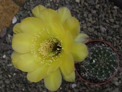 Echinopsis hybrid pot 5,5 cm - 12408752