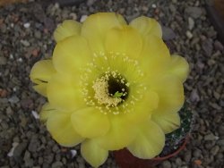 Echinopsis hybrid pot 5,5 cm