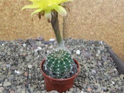 Echinopsis hybrid pot 5,5 cm - 12408754