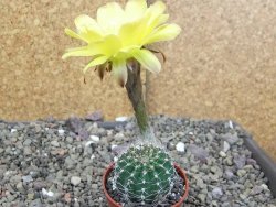 Echinopsis hybrid pot 5,5 cm - 12408755