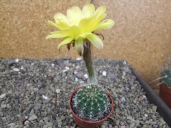 Echinopsis hybrid pot 5,5 cm - 12408756