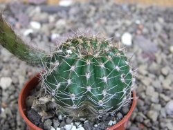 Echinopsis hybrid pot 5,5 cm - 12408757