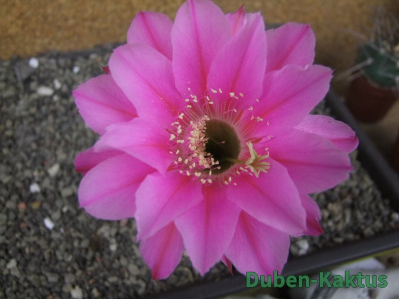 Echinopsis hybrid pot 5,5 cm
