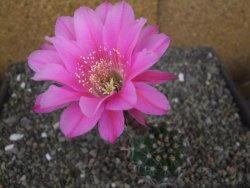 Echinopsis hybrid pot 5,5 cm - 12408758