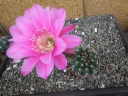 Echinopsis hybrid pot 5,5 cm - 12408759