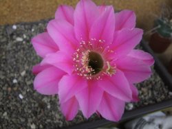 Echinopsis hybrid pot 5,5 cm