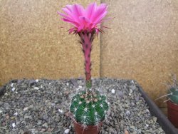 Echinopsis hybrid pot 5,5 cm - 12408761