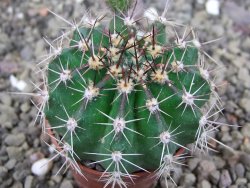 Echinopsis hybrid pot 5,5 cm - 12408762