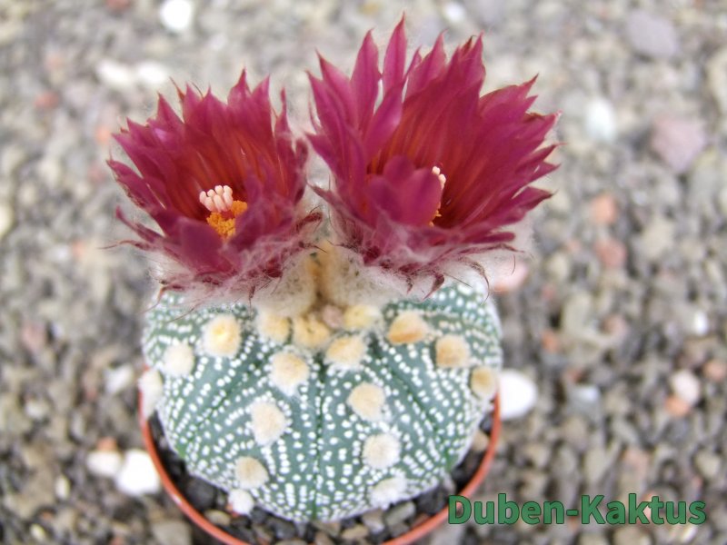 Astrophytum  asterias X red červený květ, akabana, pot 5,5 cm
