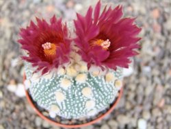 Astrophytum  asterias X red červený květ, akabana, pot 5,5 cm - 12408777