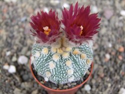 Astrophytum  asterias X red červený květ, akabana, pot 5,5 cm - 12408778