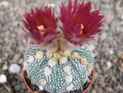 Astrophytum  asterias X red červený květ, akabana, pot 5,5 cm - 12408779