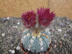 Astrophytum  asterias X red červený květ, akabana, pot 5,5 cm - 12408781