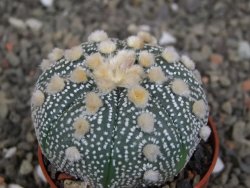 Astrophytum  asterias X red červený květ, akabana, pot 5,5 cm - 12408782