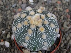 Astrophytum  asterias X red červený květ, akabana, pot 5,5 cm - 12408783
