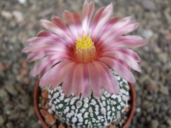 Astrophytum  asterias X red červený květ, akabana, pot 5,5 cm