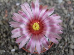 Astrophytum  asterias X red červený květ, akabana, pot 5,5 cm - 12408796