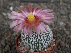 Astrophytum  asterias X red červený květ, akabana, pot 5,5 cm - 12408797