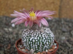 Astrophytum  asterias X red červený květ, akabana, pot 5,5 cm - 12408798