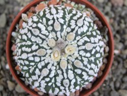 Astrophytum  asterias X red červený květ, akabana, pot 5,5 cm - 12408799