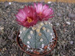 Astrophytum  asterias X red červený květ, akabana, pot 8 cm - 12408801