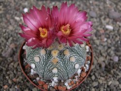 Astrophytum  asterias X red červený květ, akabana, pot 8 cm - 12408802