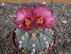 Astrophytum  asterias X red červený květ, akabana, pot 8 cm