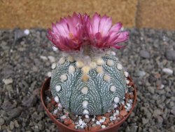 Astrophytum  asterias X red červený květ, akabana, pot 8 cm - 12408804