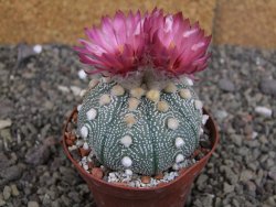 Astrophytum  asterias X red červený květ, akabana, pot 8 cm - 12408805