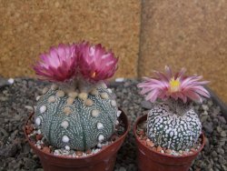 Astrophytum  asterias X red červený květ, akabana, pot 8 cm - 12408806