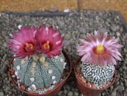 Astrophytum  asterias X red červený květ, akabana, pot 8 cm - 12408807