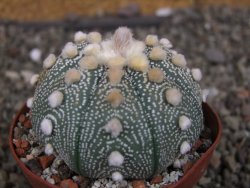 Astrophytum  asterias X red červený květ, akabana, pot 8 cm - 12408809