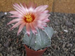 Astrophytum  Hanazano X red červený květ, akabana, pot 5,5 cm