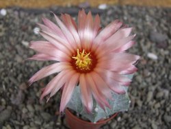 Astrophytum  Hanazano X red červený květ, akabana, pot 5,5 cm - 12408812