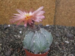 Astrophytum  Hanazano X red červený květ, akabana, pot 5,5 cm - 12408813